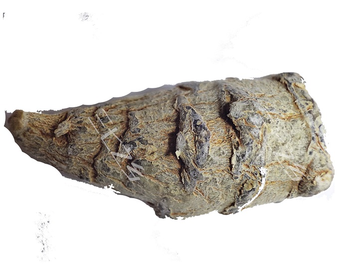 三七不带剪口好