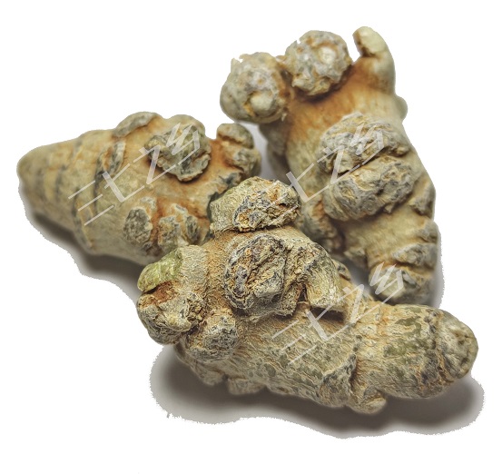 种植成熟的三七