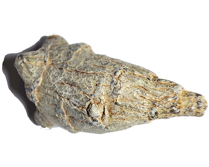 哪里买野生三七